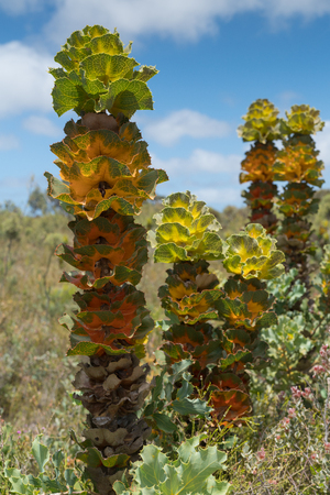 Royal hakea, Hakea victoira, beautiful flora of the Fitzgerald River National Park, Western Australiaの写真素材