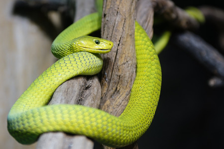 Green Mamba (Dendroaspis viridis), 	dangerous african snakeの写真素材