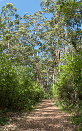 Hiking trail through the Porongurup National Park close to Albany, Western Australiaの写真素材