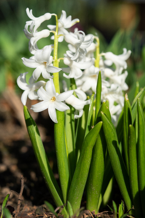 Common Hyacinth (Hyacinthus orientalis), flowers of springtimeの写真素材
