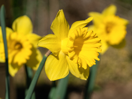 Daffodil (Narcissus pseudonarcissus), flowers of springtimeの写真素材
