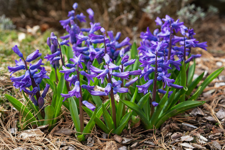 Common Hyacinth (Hyacinthus orientalis), flowers of springtimeの写真素材