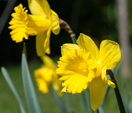 Daffodil (Narcissus pseudonarcissus), flowers of springtimeの写真素材