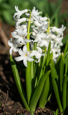 Common Hyacinth (Hyacinthus orientalis), flowers of springtimeの写真素材