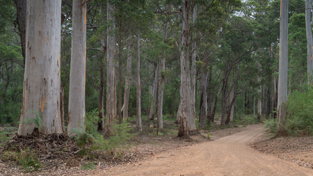 Gravel road through the forests of the Mount Frankland National Park, Western Australiaの写真素材