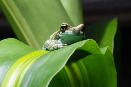 Amazon Milk Frog (Trachycephalus resinifictrix)の写真素材