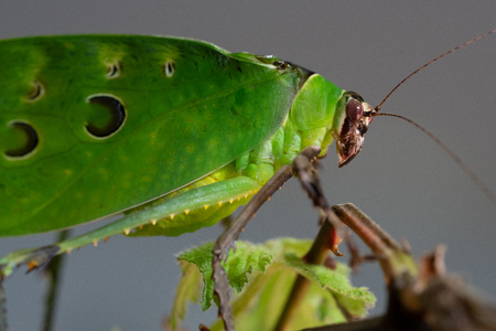 Malaysian leaf locust (Ancylecha fenestrata)の写真素材