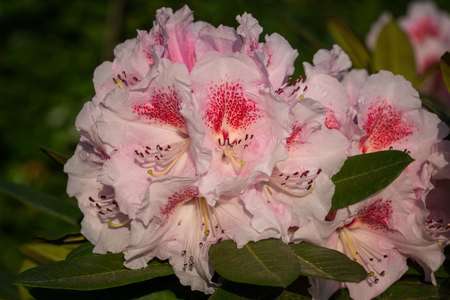 Rhododendron Hybrid Kromlauer Parkperle (Rhododendron hybrid), close up of the flower head in the morning sunの写真素材