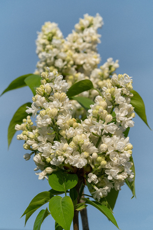 Common Lilac (Syringa vulgaris), flowers of springtimeの写真素材