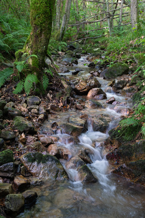Small creek in the forest, idyllic landscape along the Camino  Santiago trail, Asturias, Spainの写真素材