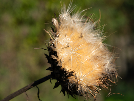 Artichoke (Cynara cardunculus), withered blossom in autumn lightの写真素材