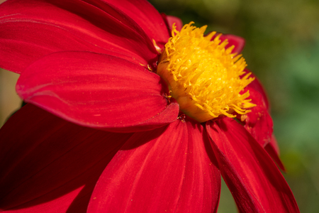 Dahlia (Dahlia), flowers of summerの写真素材