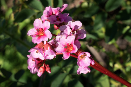 Bergenia (Bergenia hybride), close up of the flower headの写真素材