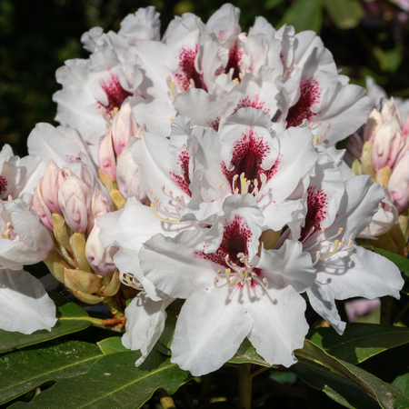 Rhododendron Hybrid Picobelo (Rhododendron hybrid), close up of the flower headの写真素材