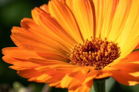Marigold (Calendula officinalis), close-up of the flower in autumn coloursの写真素材