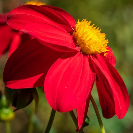 Dahlia (Dahlia), flowers of summerの写真素材