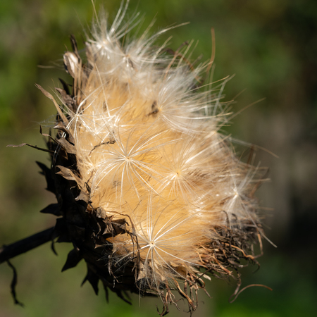 Artichoke (Cynara cardunculus), withered blossom in autumn lightの写真素材