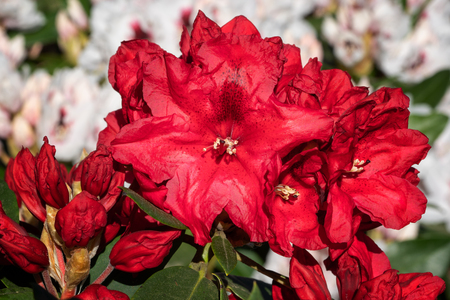Rhododendron Hybrid Rabatz (Rhododendron hybrid)の写真素材
