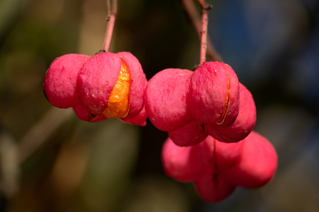 Spindle (Euonymus europaeus), close-up of the fruits in autumnの写真素材