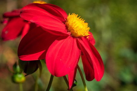 Dahlia (Dahlia), flowers of summerの写真素材