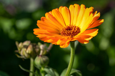 Marigold (Calendula officinalis), close-up of the flower in autumn coloursの写真素材