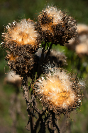Artichoke (Cynara cardunculus), withered blossom in autumn lightの写真素材