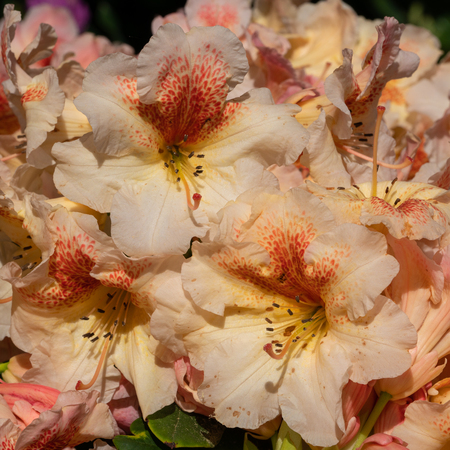 Rhododendron Hybrid Peggy (Rhododendron hybrid), close up of the flower headの写真素材