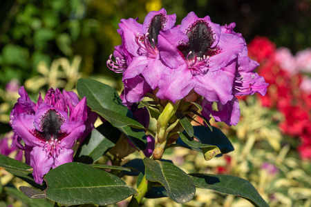 Rhododendron Hybrid Kangaroo (Rhododendron hybrid), close up of the flower head in sunshineの写真素材