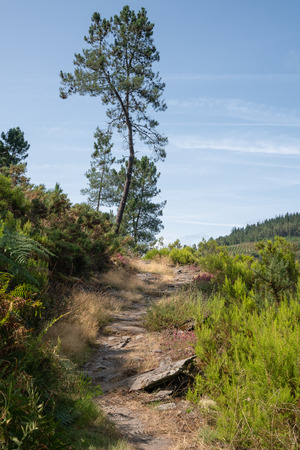 Camino de Santiago trail between Pola de Allande and Grandas de Salime, Asturias, Spainの写真素材