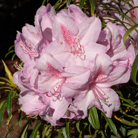 Rhododendron Ponticum Filigran (Rhododendron Ponticum) flower closeup photoの写真素材