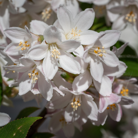 Fuzzy Deutzia (Deutzia scabra), close-up of the flower headの写真素材