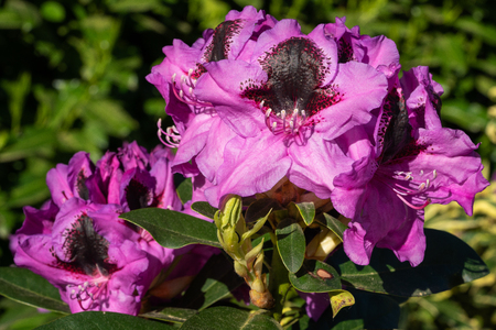 Rhododendron Hybrid Kangaroo (Rhododendron hybrid), close up of the flower head in sunshineの写真素材