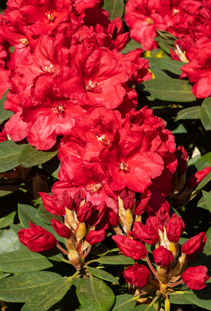 Rhododendron Hybrid Rabatz (Rhododendron hybrid)の写真素材