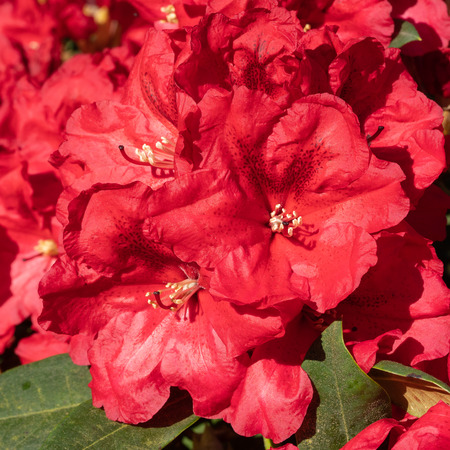 Rhododendron Hybrid Rabatz (Rhododendron hybrid)の写真素材