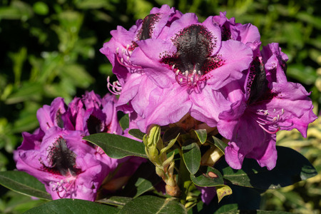 Rhododendron Hybrid Kangaroo (Rhododendron hybrid), close up of the flower head in sunshineの写真素材
