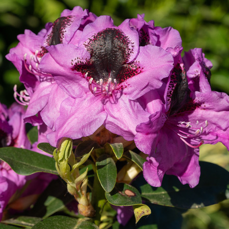 Rhododendron Hybrid Kangaroo (Rhododendron hybrid), close up of the flower head in sunshineの写真素材