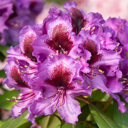 Rhododendron Hybrid Orakel (Rhododendron hybride)の写真素材