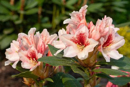 Rhododendron Hybrid Amber Kiss (Rhododendron hybride)の写真素材