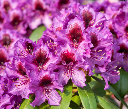 Rhododendron Hybrid Orakel (Rhododendron hybride)の写真素材