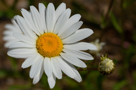Common daisy (Leucanthemum vulgare), close up of the flower headの写真素材