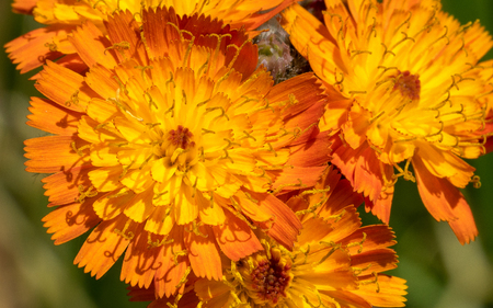 Devils paintbrush (Hieracium aurantiacum), close up of the flower headの写真素材