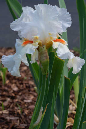 German iris (Iris barbata), close up of the flower headの写真素材