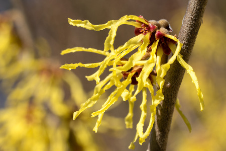 Witch Hazel Hybride (Hamamelis intermedia), colours of springの写真素材
