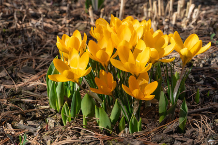 Crocus (Crocus), flowers of springの写真素材