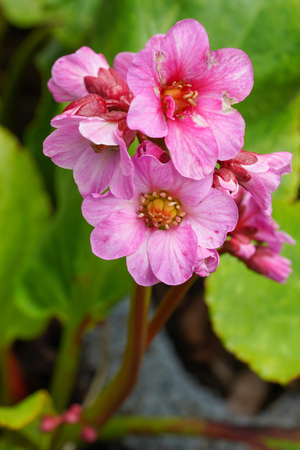 Bergenia (Bergenia hybride), close up of the flower headの写真素材