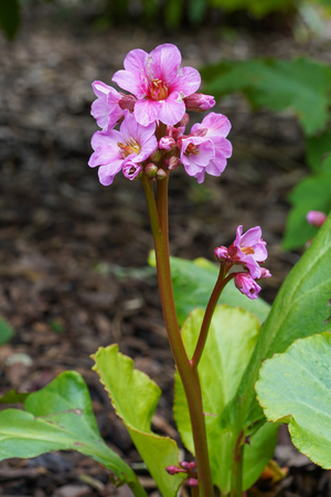 Bergenia (Bergenia hybride), close up of the flower headの写真素材