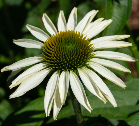 Coneflower (Echinacea purpurea), flowers of summerの写真素材