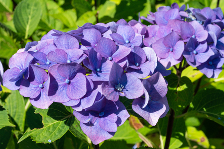 Penny mac (Hydrangea macrophylla), flowers of summer