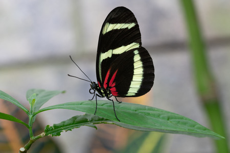 Hewitsons longwing (Heliconius hewitsoni), close-up of the butterflyの写真素材