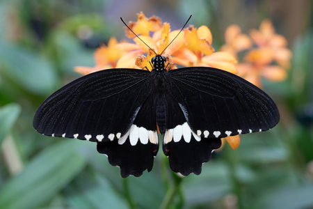 Common mormon (Papilio polytes), close-up of the butterflyの写真素材